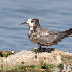 Black Tern